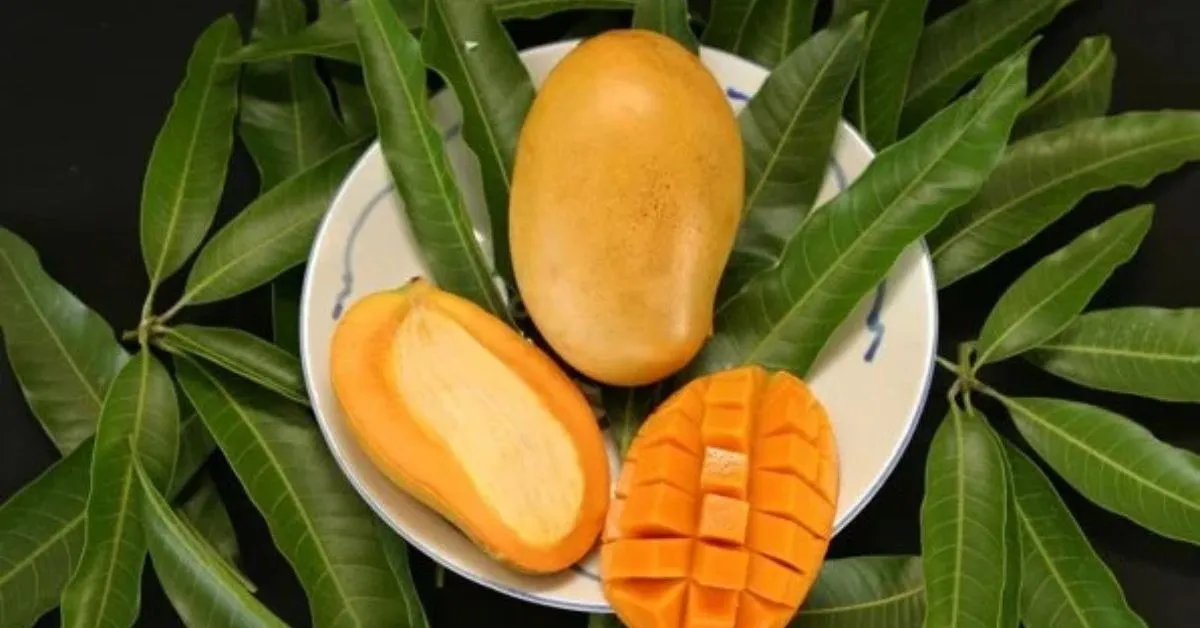 fresh langra mango (carbide free) (copy) fresh langra mango (carbide free) (copy)